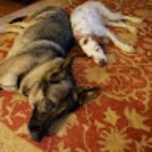 Meet your Posher, Alisa